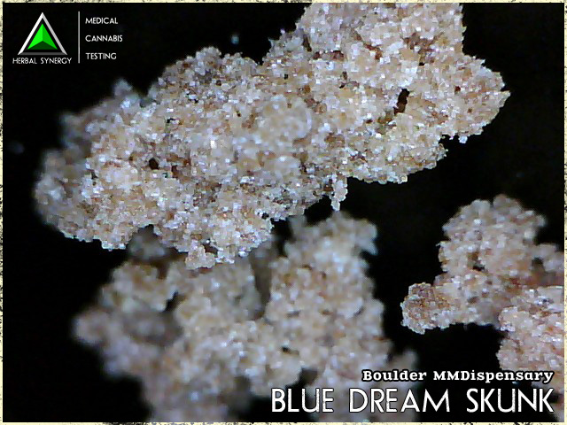 Blue Skunk Dream Hash